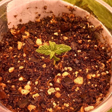 Purple Punch 1 growlog timeline photo