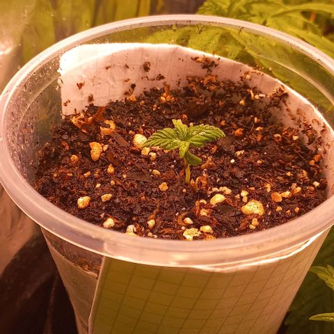 Purple Punch 1 growlog timeline photo