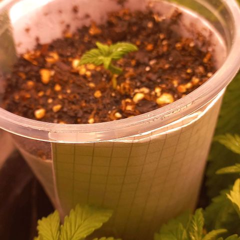 Purple Punch 1 growlog timeline photo