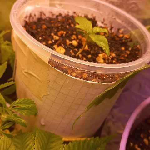 Purple Punch Auto growlog timeline photo