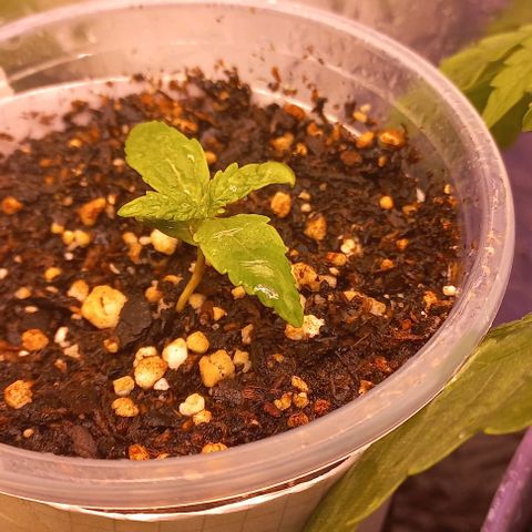 Purple Punch Auto growlog timeline photo