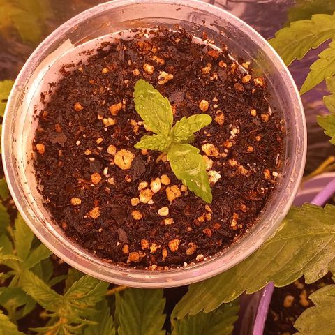 Purple Punch Auto growlog timeline photo