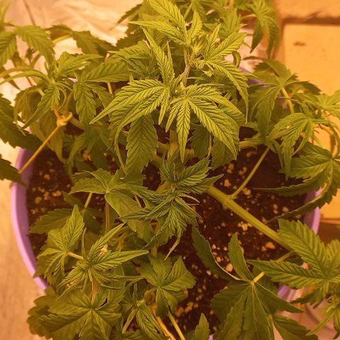 Watermelon growlog timeline photo