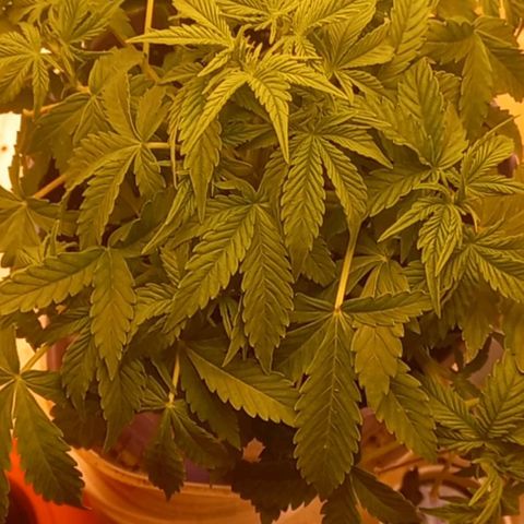 Watermelon growlog timeline photo