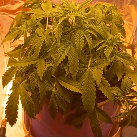 Watermelon growlog timeline photo