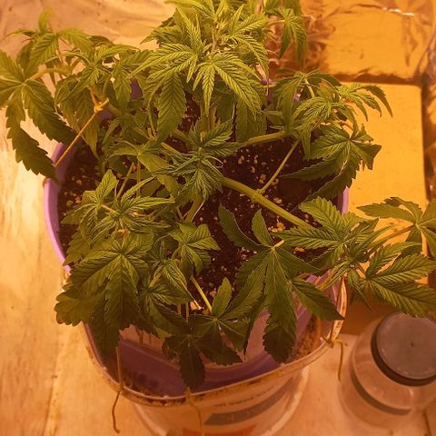 Watermelon growlog timeline photo