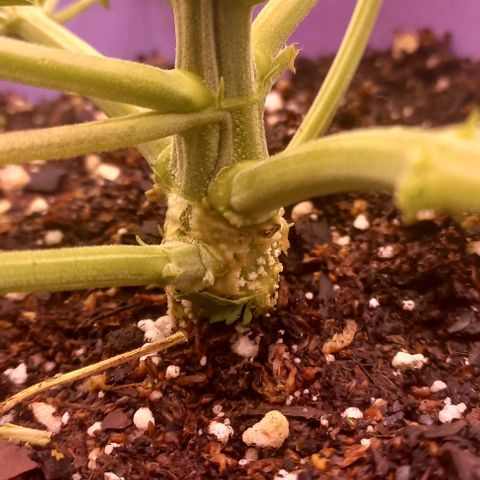 Watermelon growlog timeline photo