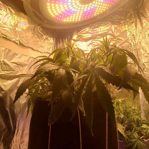 Gorilla Zkittlez Auto growlog timeline photo