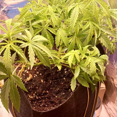 Gorilla Zkittlez Auto growlog timeline photo