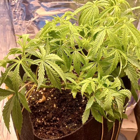 Gorilla Zkittlez Auto growlog timeline photo