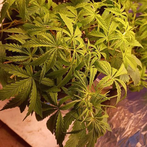 Gorilla Zkittlez Auto growlog timeline photo