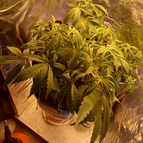 Gorilla Zkittlez Auto growlog timeline photo