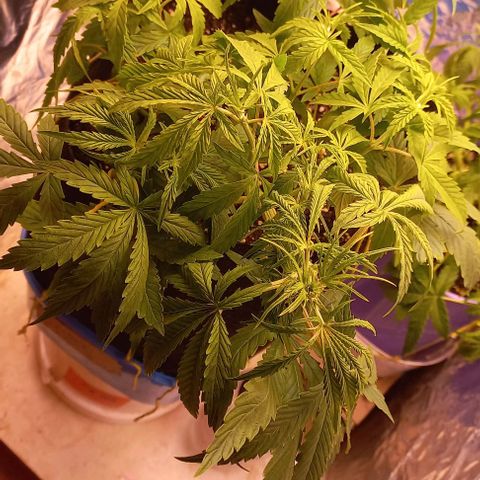 Gorilla Zkittlez Auto growlog timeline photo