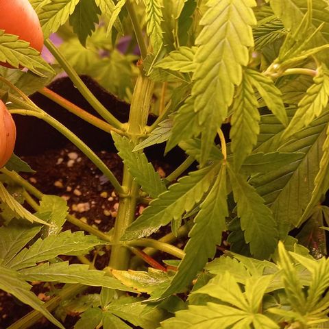 Gorilla Zkittlez Auto growlog timeline photo