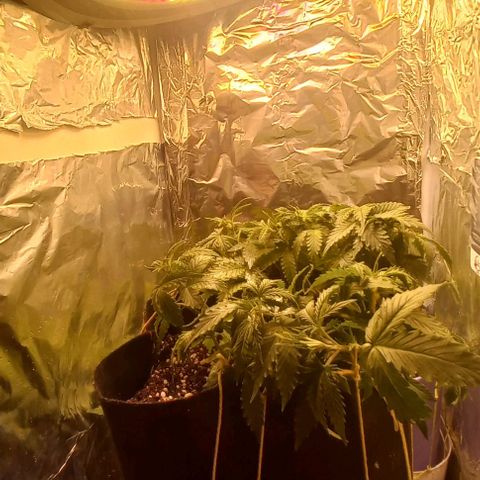 Gorilla Zkittlez Auto 1 growlog timeline photo