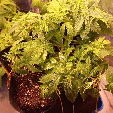 Gorilla Zkittlez Auto 1 growlog timeline photo