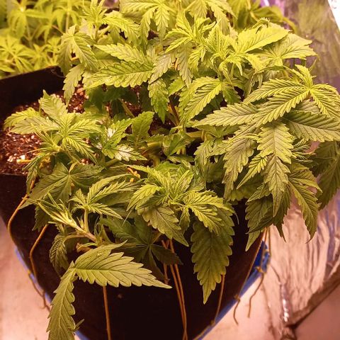 Gorilla Zkittlez Auto 1 growlog timeline photo