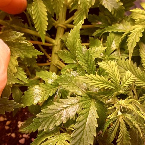 Gorilla Zkittlez Auto 1 growlog timeline photo