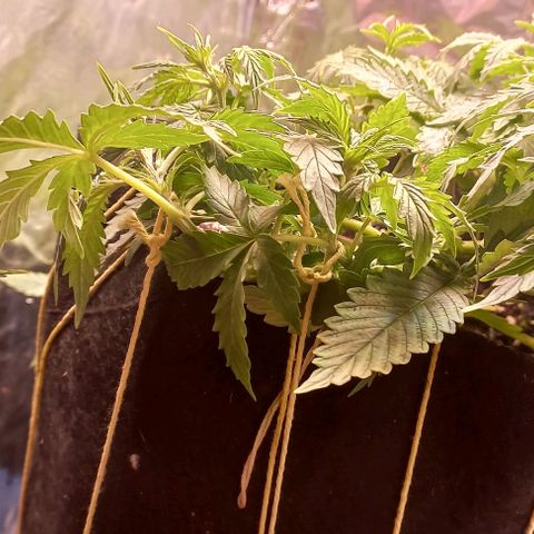 Gorilla Zkittlez Auto 1 growlog timeline photo