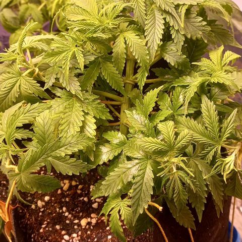 Gorilla Zkittlez Auto 1 growlog timeline photo