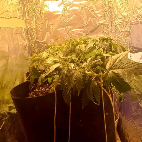 Gorilla Zkittlez Auto 1 growlog timeline photo