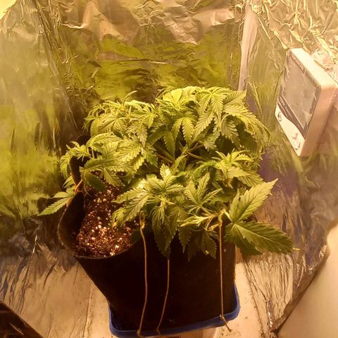 Gorilla Zkittlez Auto 1 growlog timeline photo