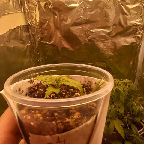 Purple Punch 1 growlog timeline photo