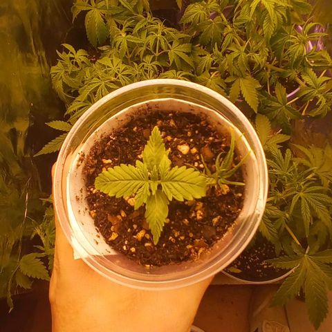 Purple Punch 1 growlog timeline photo