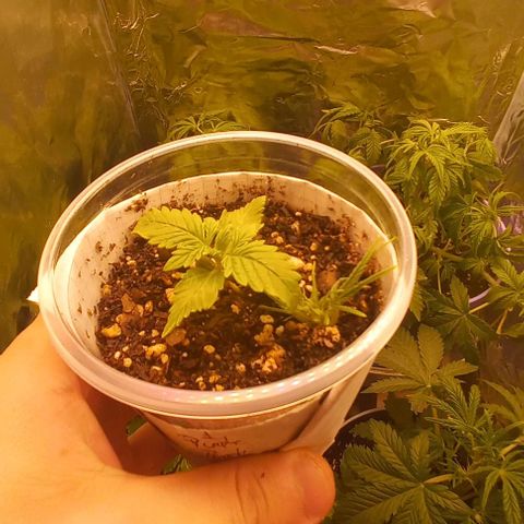 Purple Punch 1 growlog timeline photo