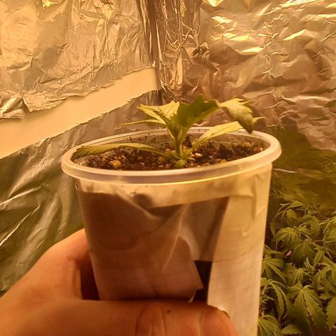 Purple Punch Auto growlog timeline photo