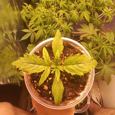 Purple Punch Auto growlog timeline photo