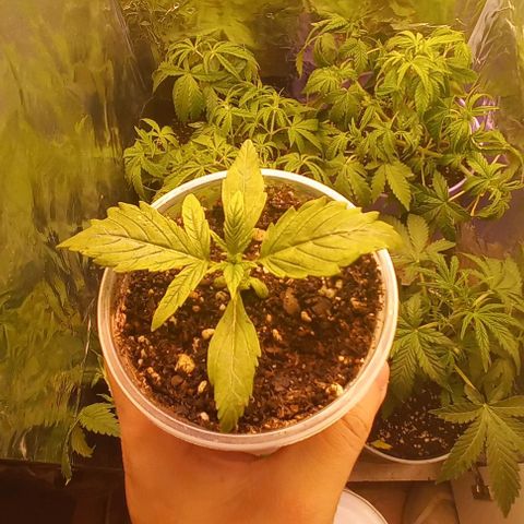 Purple Punch Auto growlog timeline photo