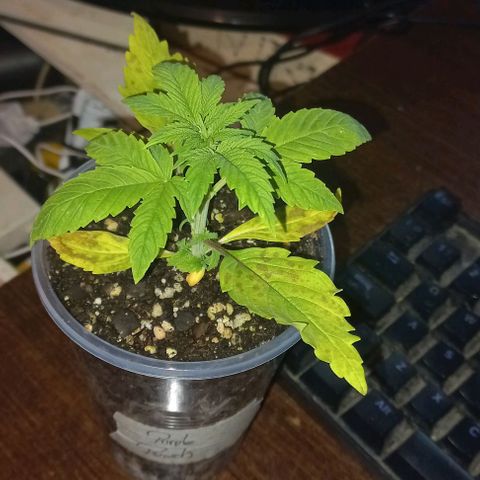 Purple Punch Auto growlog timeline photo
