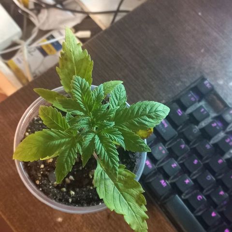 Purple Punch Auto growlog timeline photo