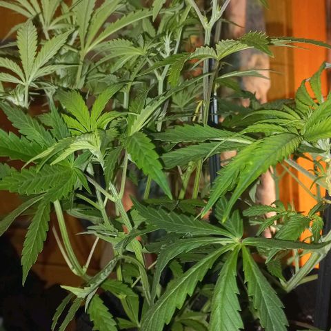 Gorilla Zkittlez Auto growlog timeline photo
