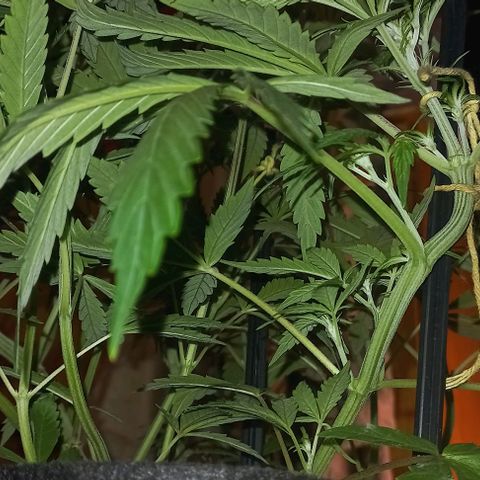 Gorilla Zkittlez Auto growlog timeline photo