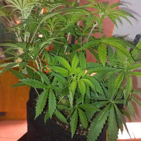 Gorilla Zkittlez Auto growlog timeline photo