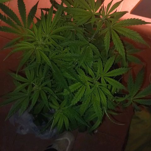 Gorilla Zkittlez Auto growlog timeline photo