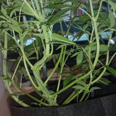 Gorilla Zkittlez Auto growlog timeline photo