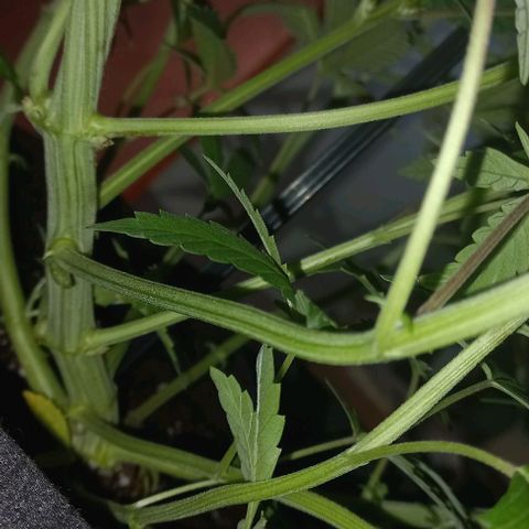 Gorilla Zkittlez Auto growlog timeline photo