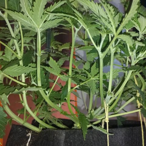 Gorilla Zkittlez Auto 1 growlog timeline photo