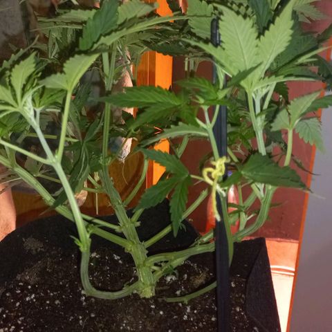 Gorilla Zkittlez Auto 1 growlog timeline photo