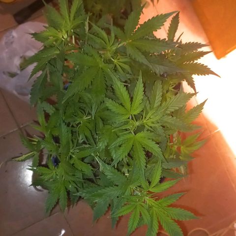 Gorilla Zkittlez Auto 1 growlog timeline photo