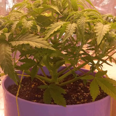 Watermelon growlog timeline photo