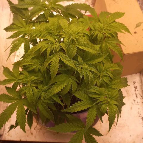 Watermelon growlog timeline photo