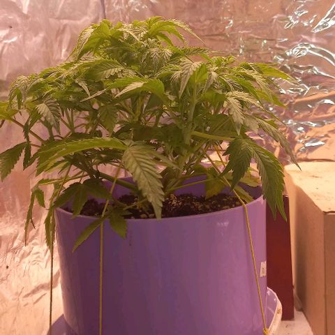 Watermelon growlog timeline photo