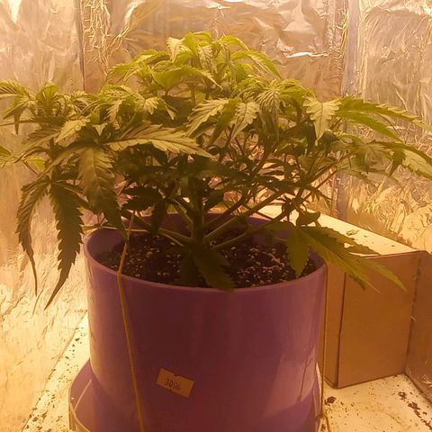 Watermelon growlog timeline photo