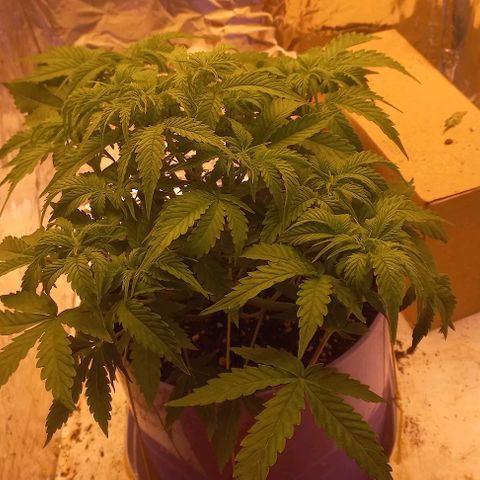 Watermelon growlog timeline photo