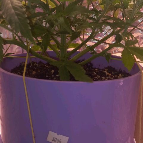 Watermelon growlog timeline photo
