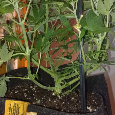 Gorilla Zkittlez Auto 1 growlog timeline photo
